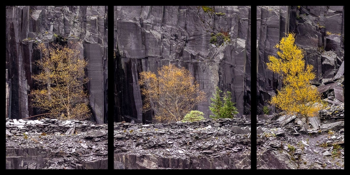 Trees and Slate - Dan Johnson - Commended